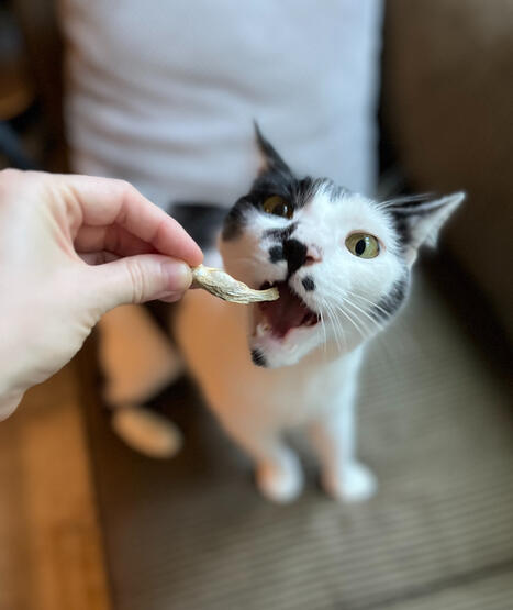 Jimmy Jimmy