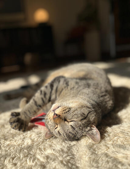 Otto Otto