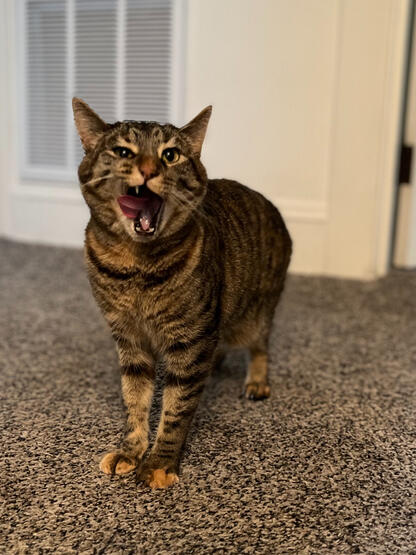 Fig Fig